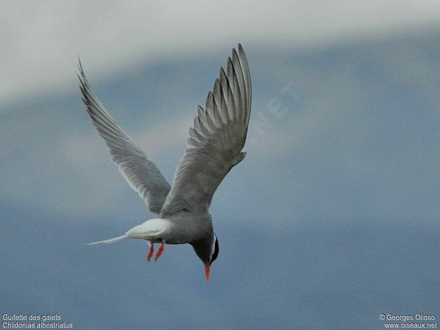 Black-fronted Ternadult breeding