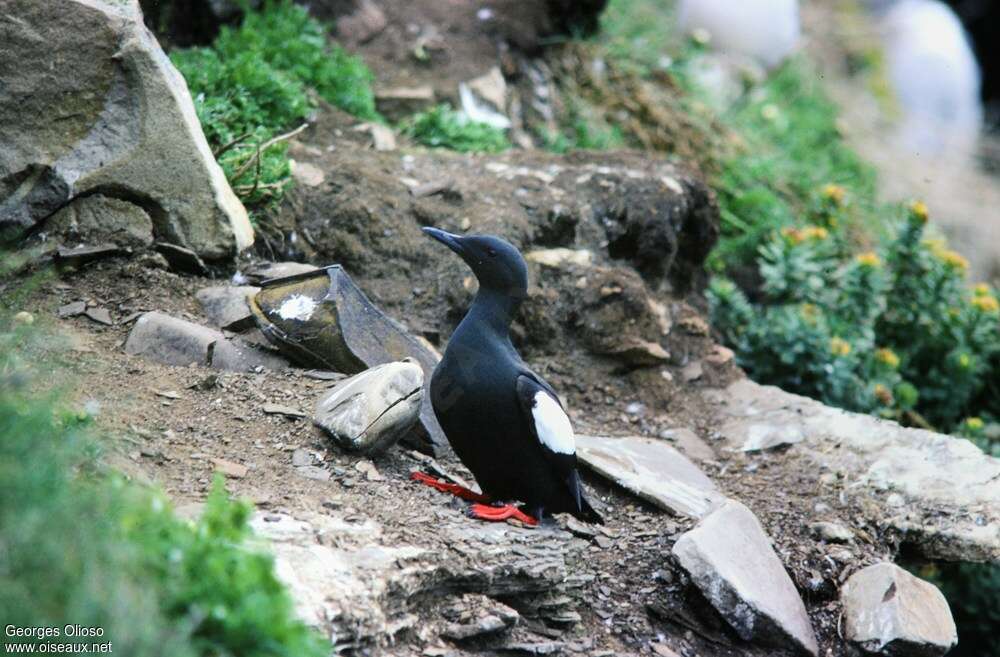 Guillemot à miroiradulte, identification