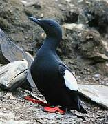 Black Guillemot