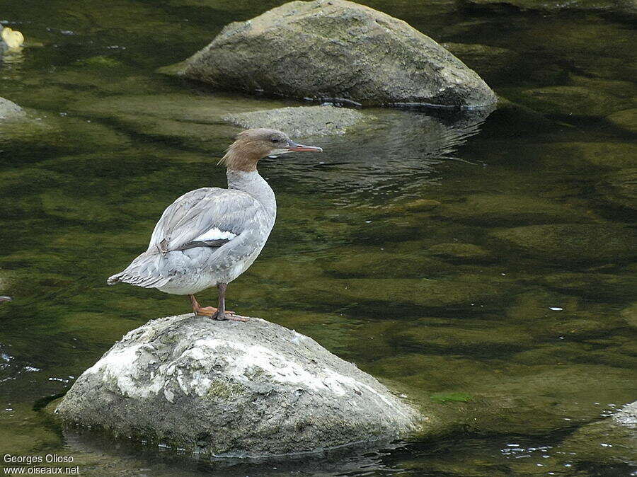 Harle bièvrejuvénile, identification