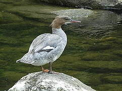 Common Merganser