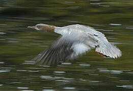 Common Merganser