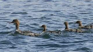 Red-breasted Merganser