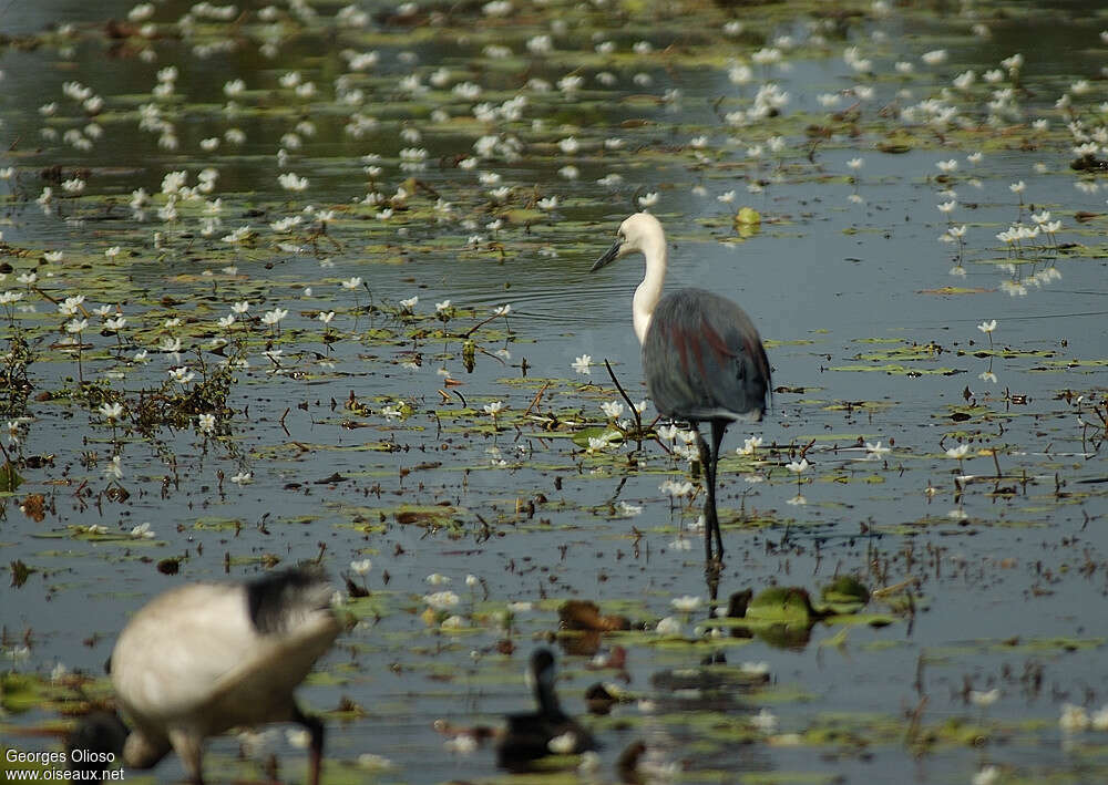 White-necked Heronadult breeding, pigmentation