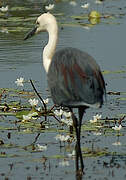 White-necked Heron