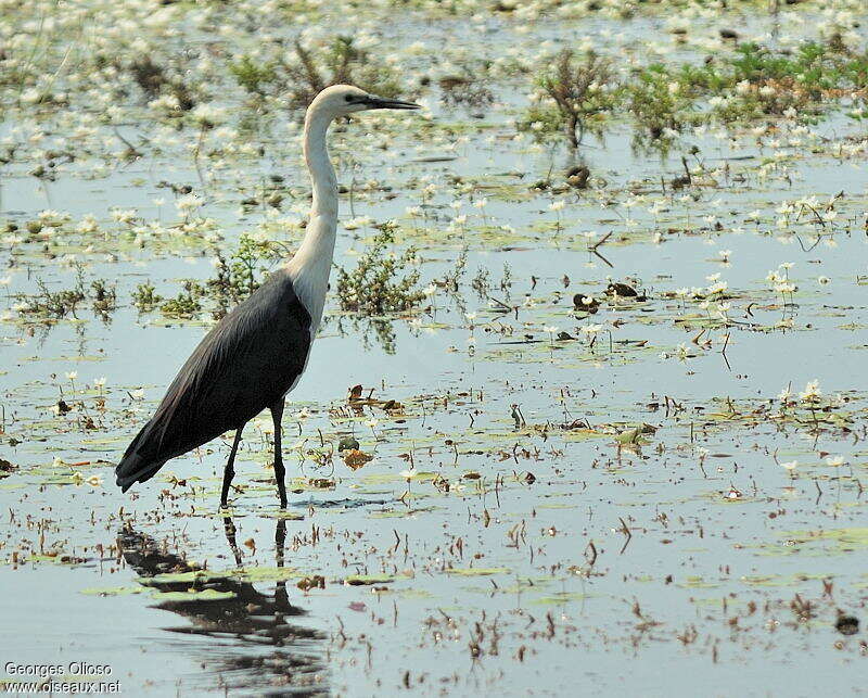 White-necked Heronsubadult