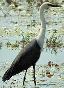 White-necked Heron