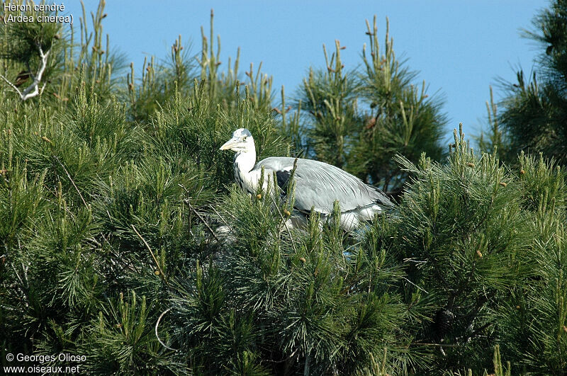 Grey Heron