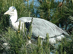 Grey Heron