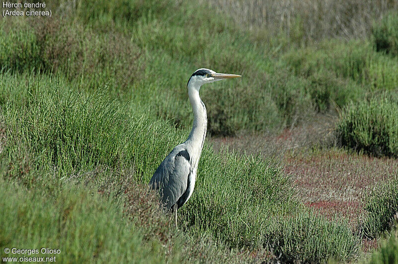 Grey Heron