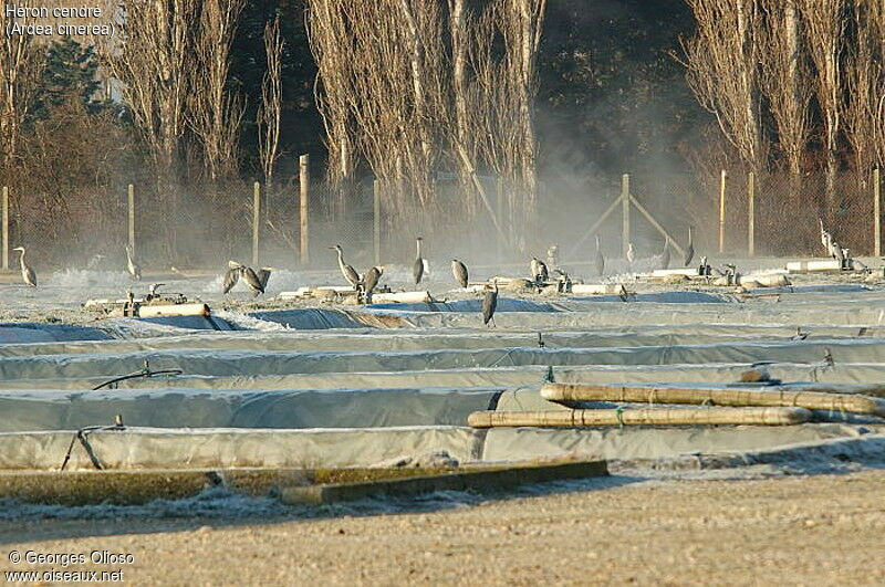 Grey Heron