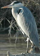 Grey Heron