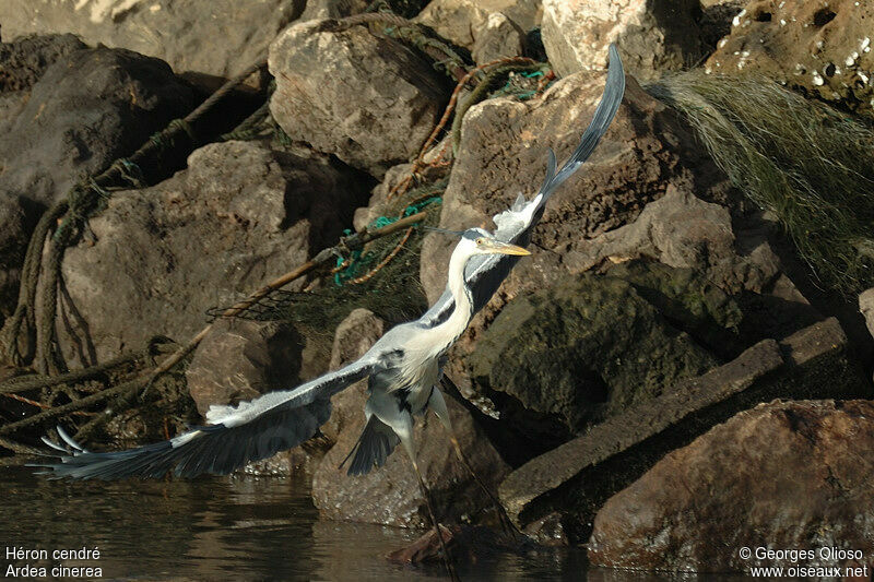 Grey Heronadult post breeding