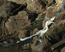 Grey Heron