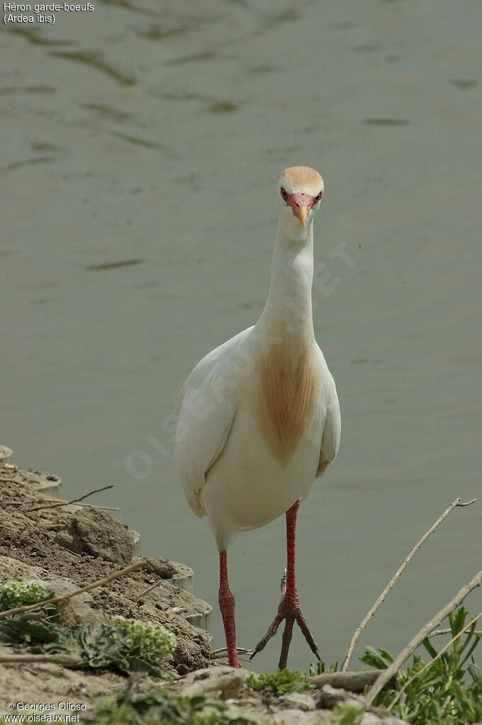 Western Cattle Egret