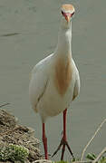 Western Cattle Egret