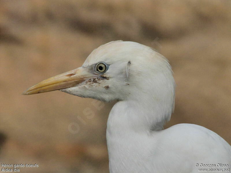 Western Cattle Egretadult post breeding