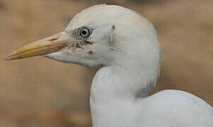 Western Cattle Egret