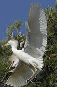 Western Cattle Egret