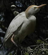 Western Cattle Egret