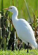 Western Cattle Egret