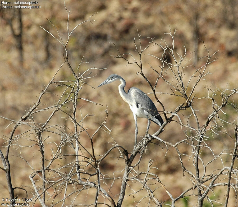 Black-headed Heron