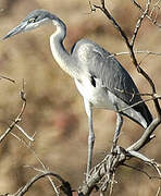 Black-headed Heron