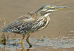 Striated Heron