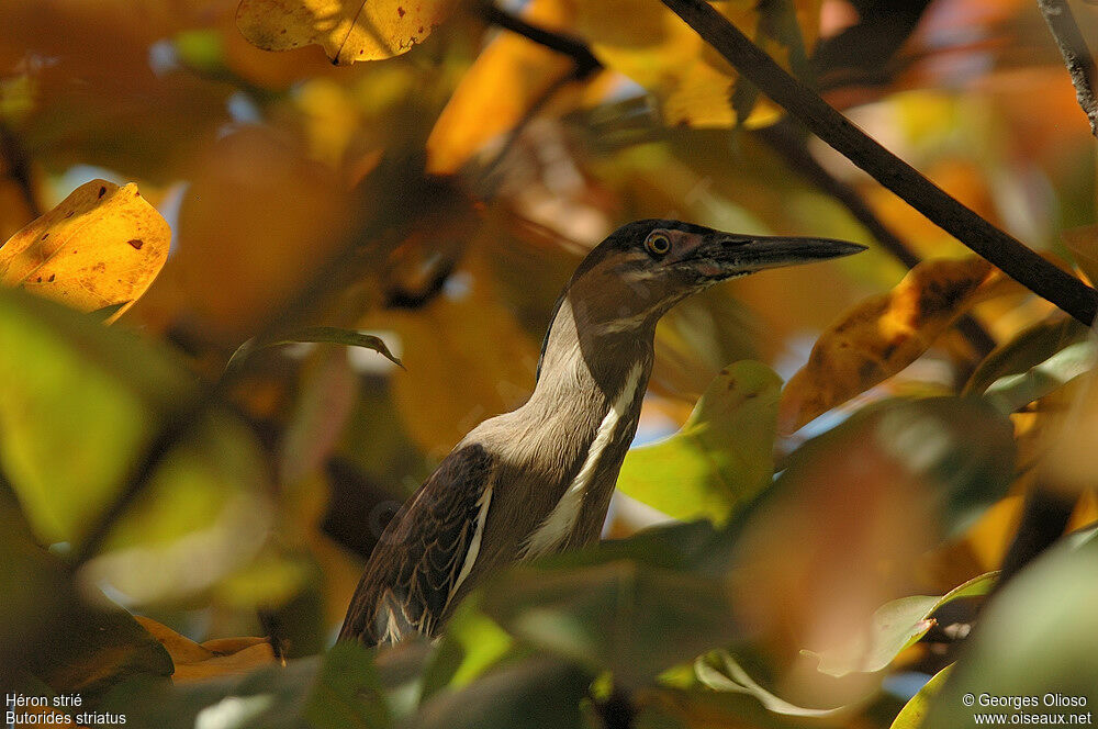 Striated Heronadult