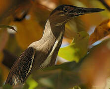 Striated Heron