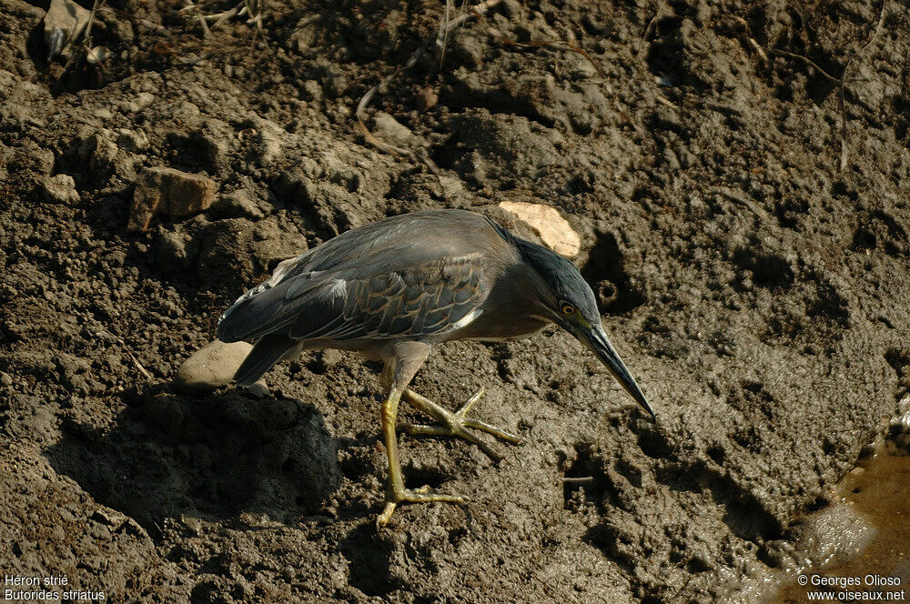 Striated Heronadult breeding