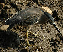 Striated Heron