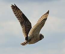 Short-eared Owl