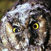 Long-eared Owl