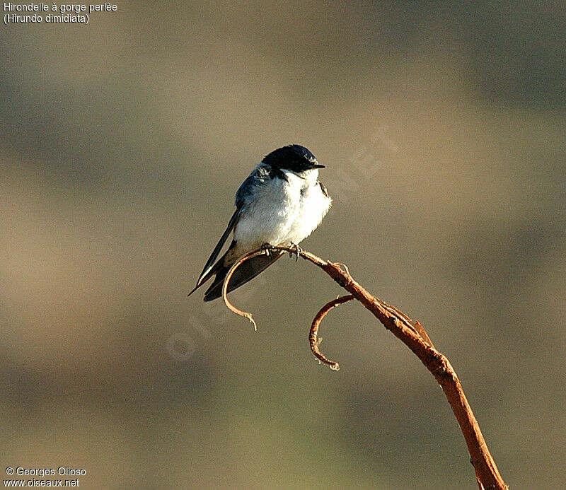 Hirondelle à gorge perlée