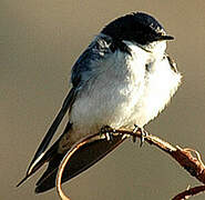 Pearl-breasted Swallow