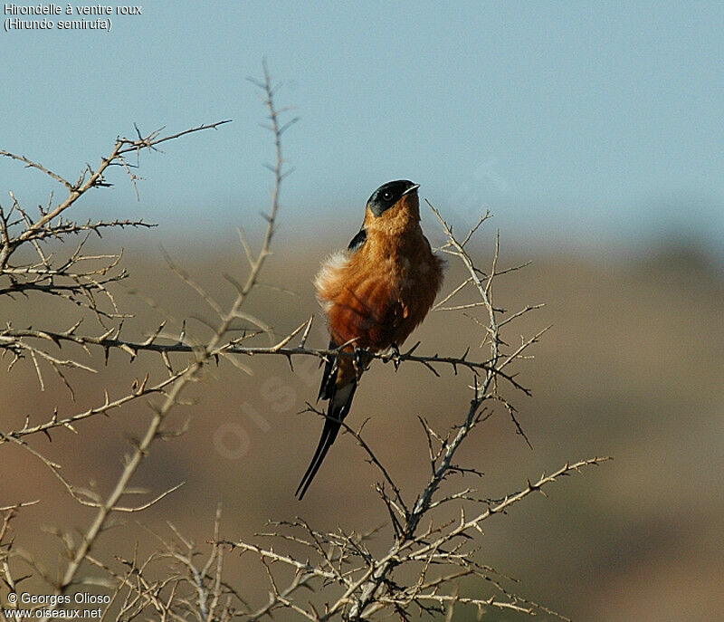 Red-breasted Swallow