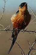 Red-breasted Swallow