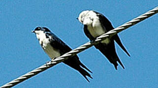 Blue-and-white Swallow