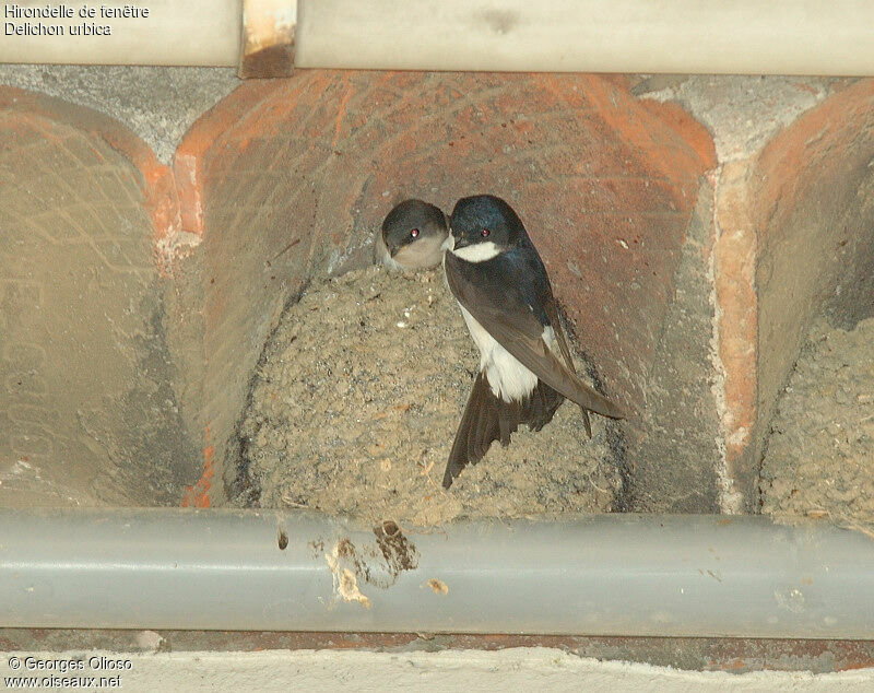 Hirondelle de fenêtreadulte nuptial