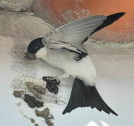 Western House Martin