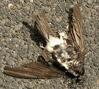 Western House Martin