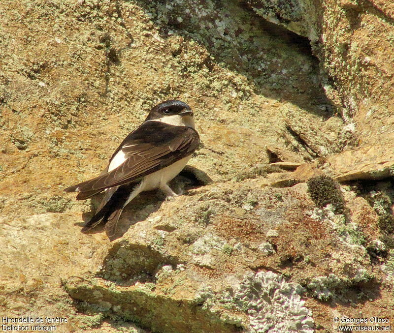 Hirondelle de fenêtreadulte nuptial, identification, Comportement