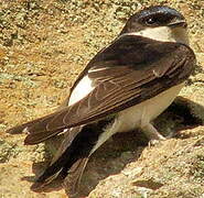 Western House Martin