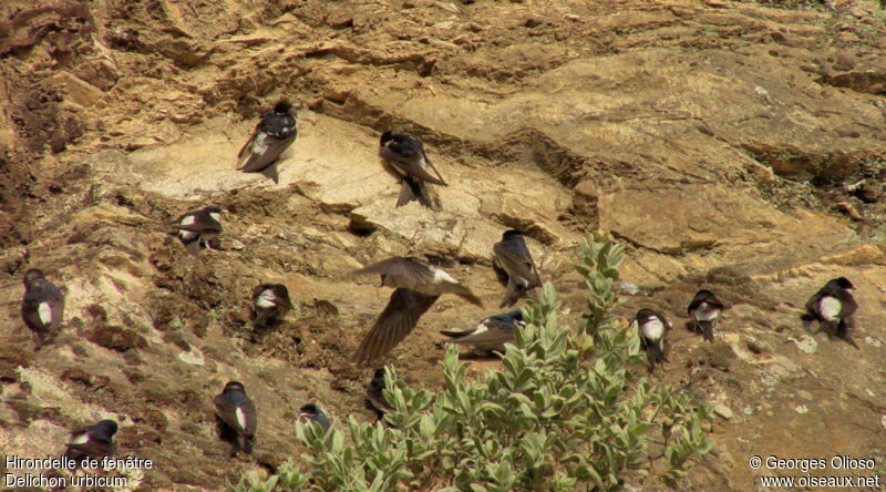 Western House Martin, identification, Behaviour