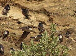 Common House Martin