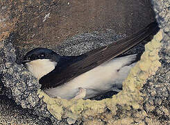 Common House Martin