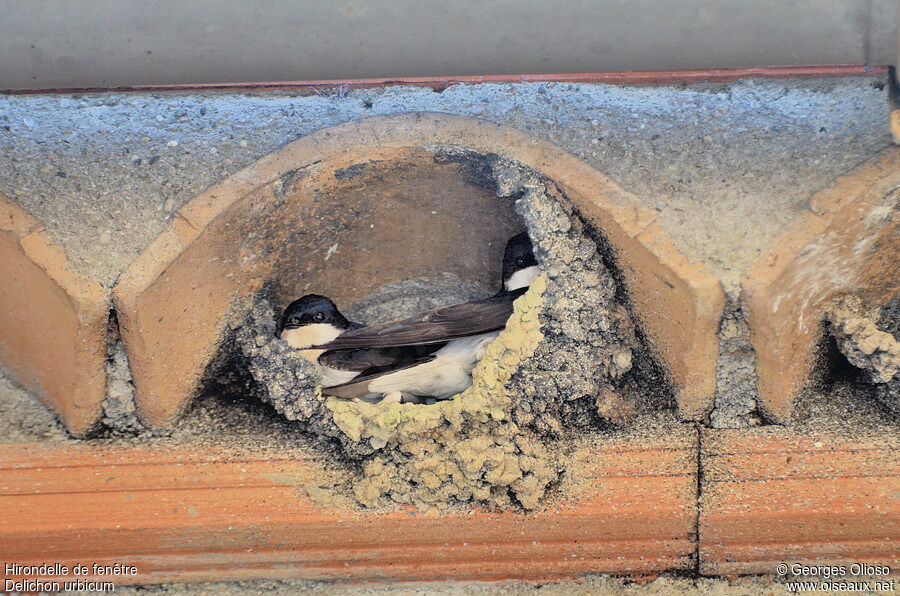 Common House Martin adult breeding, identification, Reproduction-nesting