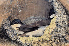 Western House Martin