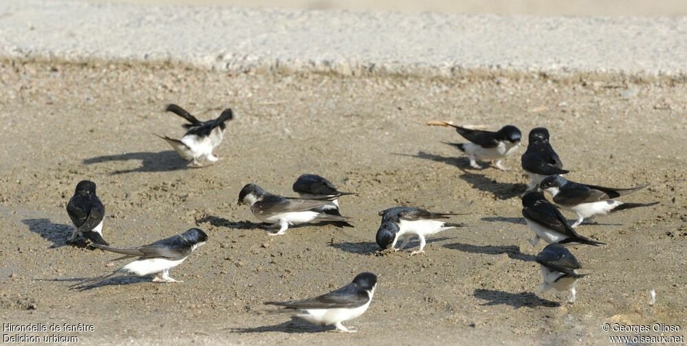 Western House Martinadult breeding, identification, Reproduction-nesting